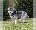 Small Photo #1 Pomsky Puppy For Sale in PARKESBURG, PA, USA