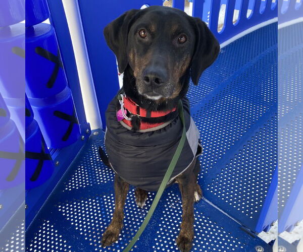 Medium Photo #4 Mutt Puppy For Sale in Fargo, ND, USA