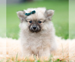 Small Photo #39 Pomeranian Puppy For Sale in WARSAW, IN, USA