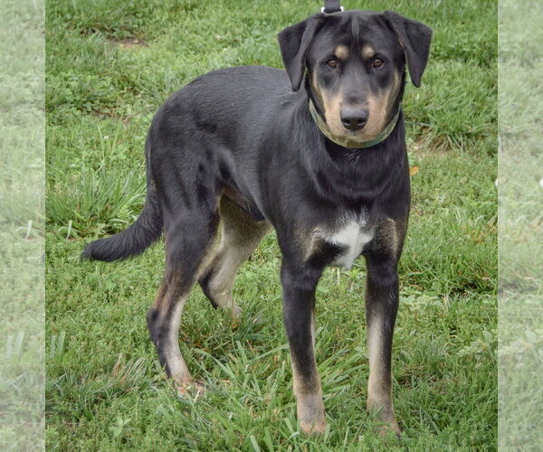 Medium Photo #3 Shepweiller Puppy For Sale in Huntley, IL, USA