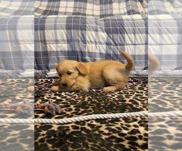 Medium Photo #6 Golden Retriever Puppy For Sale in PLUMMER, ID, USA