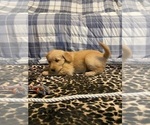 Small Photo #6 Golden Retriever Puppy For Sale in PLUMMER, ID, USA