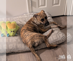 Small #6 Plott Hound-Retriever  Mix