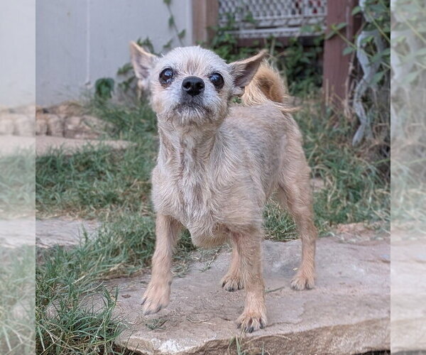 Medium Photo #2 Mutt Puppy For Sale in Vail, AZ, USA
