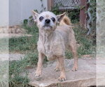 Small #1 Mutt