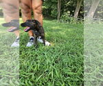 Small #3 Chihuahua-Labrador Retriever Mix