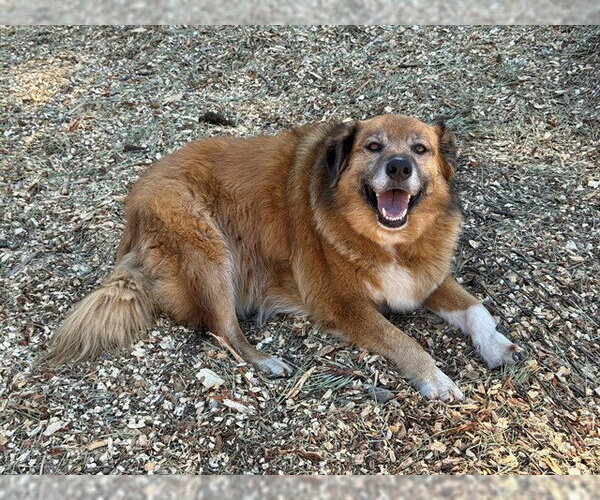Medium Photo #2 Golden Retriever-Unknown Mix Puppy For Sale in South Lake Tahoe, CA, USA