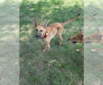 Small #2 German Shepherd Dog