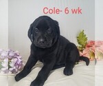 Puppy 3 Labrador Retriever