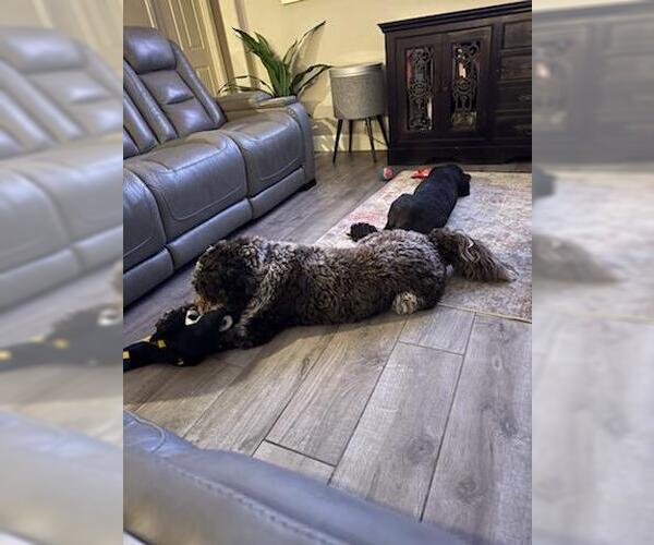 Medium Photo #5 Portuguese Water Dog Puppy For Sale in Chandler, AZ, USA