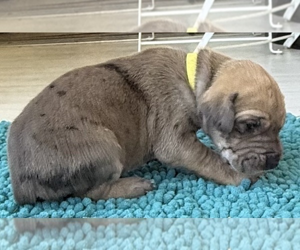 Medium Photo #6 Great Dane Puppy For Sale in GALLOWAY, OH, USA