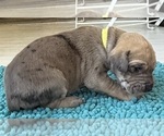 Small #5 Great Dane