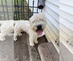 Small Photo #1 Soft Coated Wheaten Terrier Puppy For Sale in NEW LENOX, IL, USA