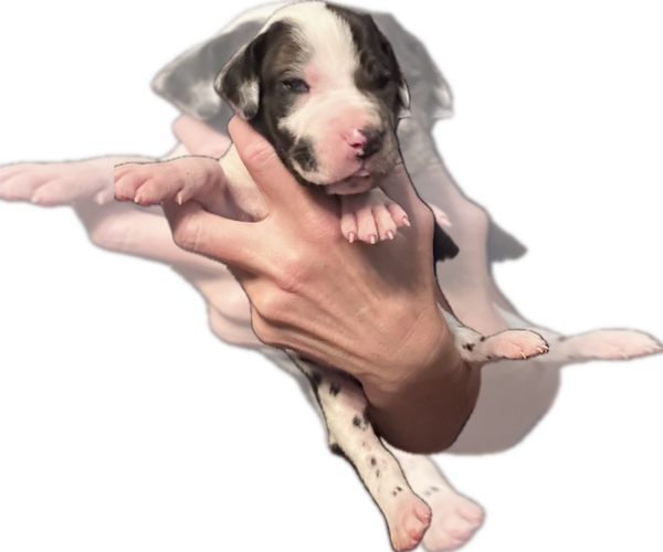 Medium Photo #10 Great Dane Puppy For Sale in WILLIS, TX, USA