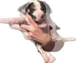 Small Photo #10 Great Dane Puppy For Sale in WILLIS, TX, USA