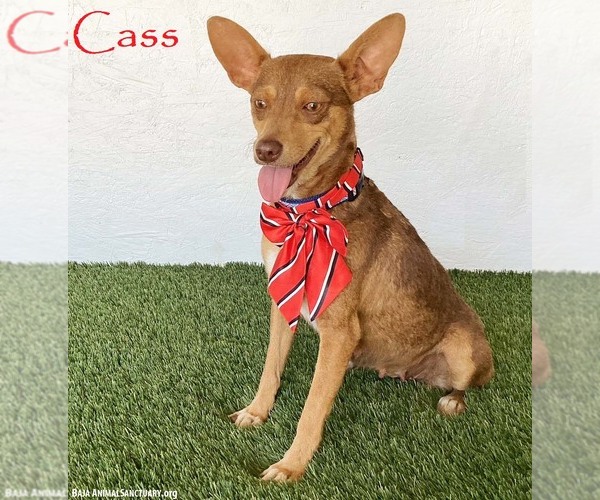 Medium Photo #1 Australian Kelpie-Chihuahua Mix Puppy For Sale in San Diego, CA, USA