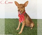 Small Australian Kelpie-Chihuahua Mix