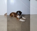 Small #1 Saint Bernard