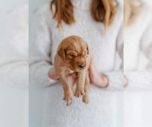 Medium Photo #8 Golden Retriever Puppy For Sale in REDDING, CA, USA