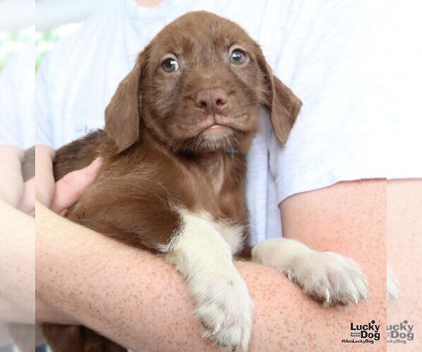 Medium Photo #4 Labrador Retriever-Unknown Mix Puppy For Sale in Washington, DC, USA