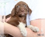 Small #3 Labrador Retriever Mix
