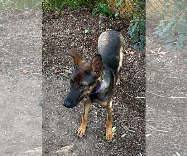 Medium Photo #2 German Shepherd Dog-Unknown Mix Puppy For Sale in Centreville, VA, USA