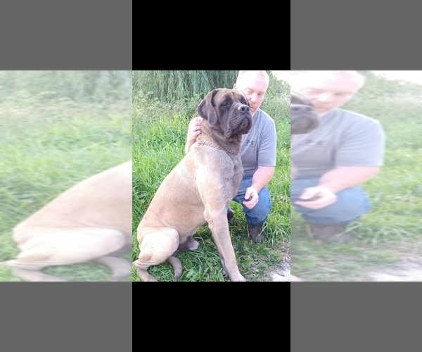Medium Photo #1 Mastiff Puppy For Sale in CLARKSFIELD, OH, USA