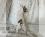 Small Photo #6 French Bulldog Puppy For Sale in OAKDALE, CA, USA