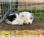 Small Photo #11 Border-Aussie Puppy For Sale in ANTELOPE, CA, USA
