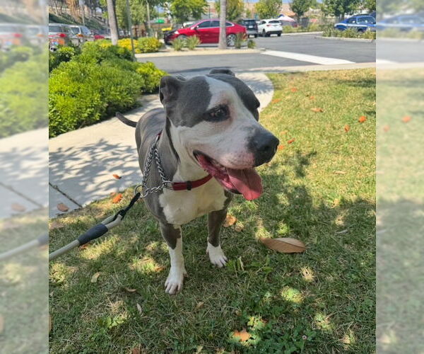 Medium Photo #6 American Staffordshire Terrier Puppy For Sale in San Juan Capistrano, CA, USA