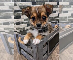 Yoranian Puppy for sale in STANWOOD, WA, USA