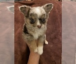 Puppy 0 Chihuahua