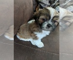 Small Photo #4 Shih Tzu Puppy For Sale in WASHBURN, MO, USA