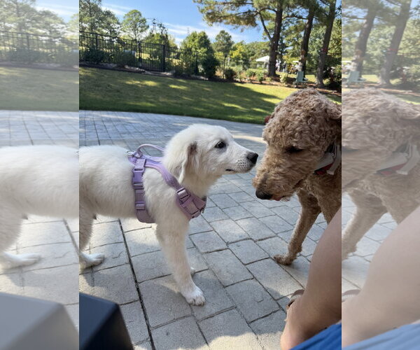 Medium Photo #5 Great Pyrenees Puppy For Sale in Holly Springs, NC, USA