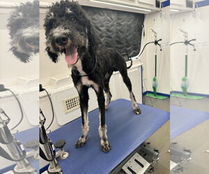 Poodle (Standard)-Unknown Mix Dogs for adoption in Clarkston, MI, USA