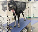Small Poodle (Standard) Mix