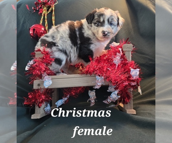 Medium Photo #16 Australian Shepherd Puppy For Sale in BRIDGEWATER, VA, USA