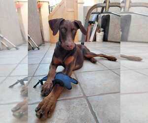 Doberman Pinscher Puppy for sale in ROYSTON, GA, USA