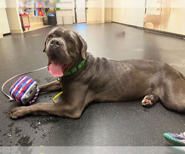 Medium Photo #3 Mutt Puppy For Sale in Pasadena, CA, USA