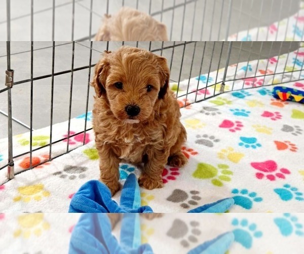 Medium Photo #8 Cavapoo mix (+ Poodle Miniature) Puppy For Sale in ORO VALLEY, AZ, USA