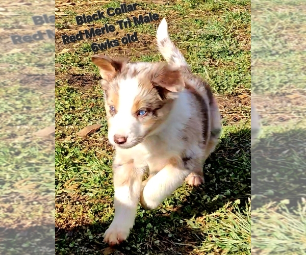 Medium Photo #5 Border Collie Puppy For Sale in BYBEE, TN, USA