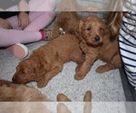 Small Photo #13 Goldendoodle Puppy For Sale in FULTON, MO, USA