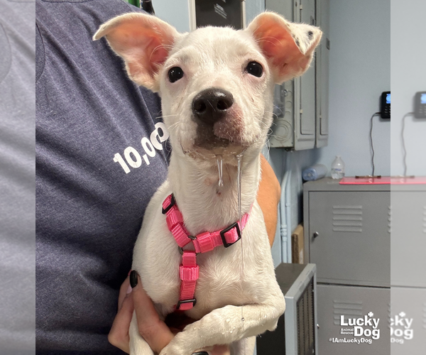 Medium Photo #2 Jack Chi Puppy For Sale in Washington, DC, USA