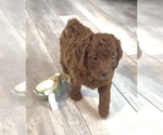 Puppy Puppy 2 Finn Golden Retriever-Poodle (Toy) Mix