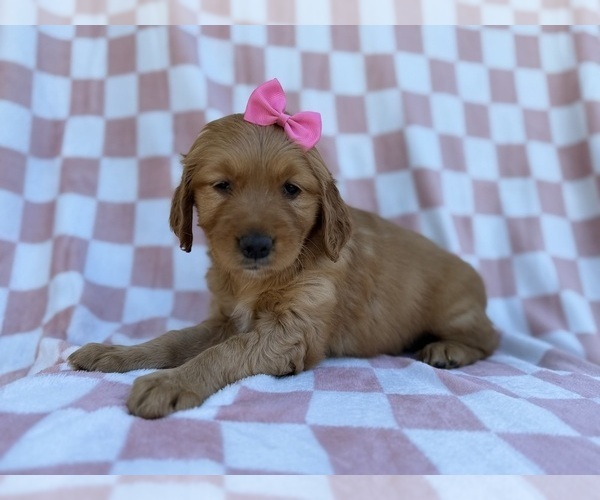 Medium Photo #4 Golden Retriever Puppy For Sale in LAKELAND, FL, USA