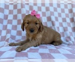 Small #3 Golden Retriever