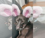 Small #12 American Pit Bull Terrier Mix