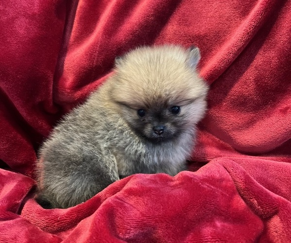 Medium Photo #9 Pomeranian Puppy For Sale in SNOHOMISH, WA, USA
