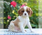Small #2 Cavalier King Charles Spaniel