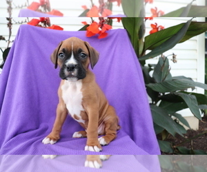 Boxer Puppy for sale in SHILOH, OH, USA
